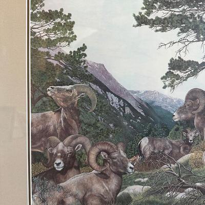 SIGNED & NUMBERED PRINT OF BIG HORN SHEEP BY FREDA DICKIE
