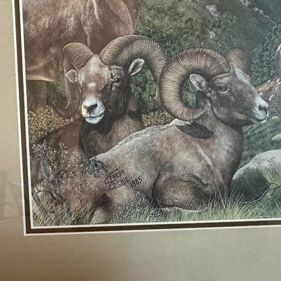 SIGNED & NUMBERED PRINT OF BIG HORN SHEEP BY FREDA DICKIE