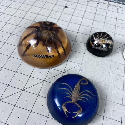 Scorpion and Tarantula Resin Paper Weights SCARRY! 