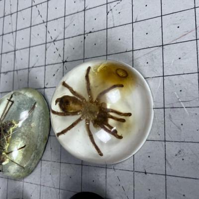 Scorpion and Tarantula Resin Paper Weights SCARRY! 