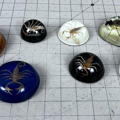 Scorpion and Tarantula Resin Paper Weights SCARRY! 