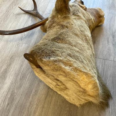 Deer Taxidermy