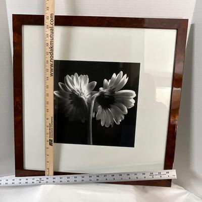 Framed Black/white Daisy print