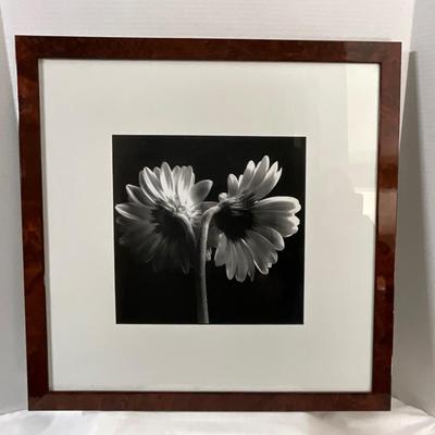 Framed Black/white Daisy print