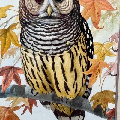 Framed Art Owl in tree by William F Pyburn 17 x 22 inches