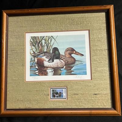 Duck Print and Stamp - Northern Shoveler