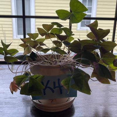 K4-Plant