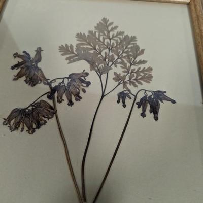 Framed Pressed Flowers