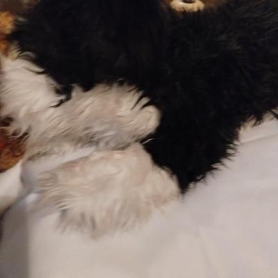 seseme sheet Dog puppet