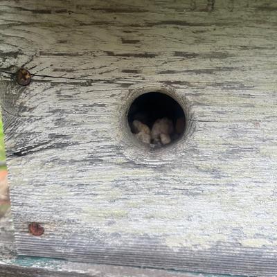 Large Birdhouse (OY-MG)