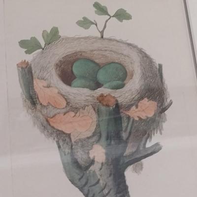 Pair of Framed Art Prints Wild Bird Eggs in a Nest (T)
