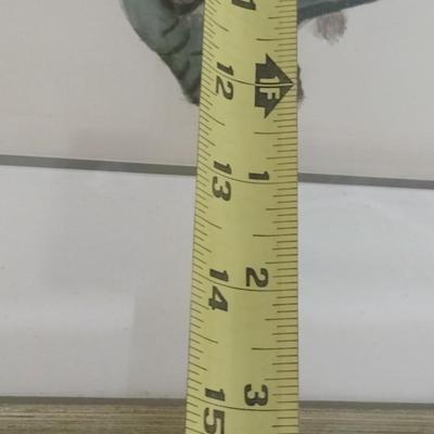 Pair of Framed Art Prints Wild Bird Eggs in a Nest (T)