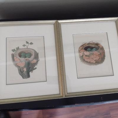 Pair of Framed Art Prints Wild Bird Eggs in a Nest