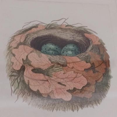 Pair of Framed Art Prints Wild Bird Eggs in a Nest (T)