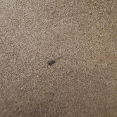 Stetson Felt Hat w/ Rattlesnake Hat Band & Leather Gloves (L-MG)