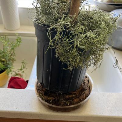 Houseplants - Schefflera & English Ivy (K-RG)