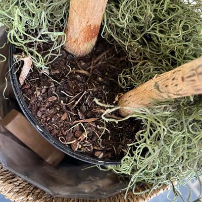 Houseplants - Schefflera & English Ivy (K-RG)