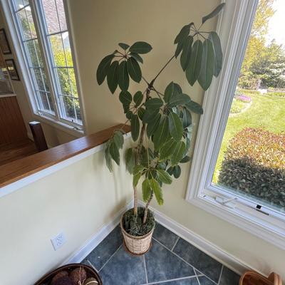 Houseplants - Schefflera & English Ivy (K-RG)