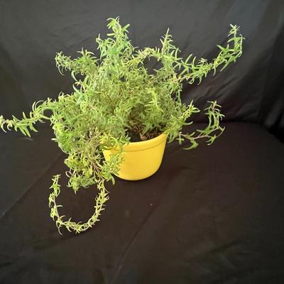 Houseplants - Schefflera & English Ivy (K-RG)