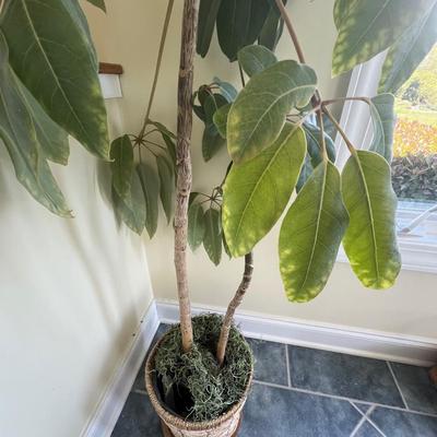 Houseplants - Schefflera & English Ivy (K-RG)