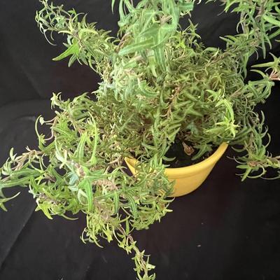 Houseplants - Schefflera & English Ivy (K-RG)