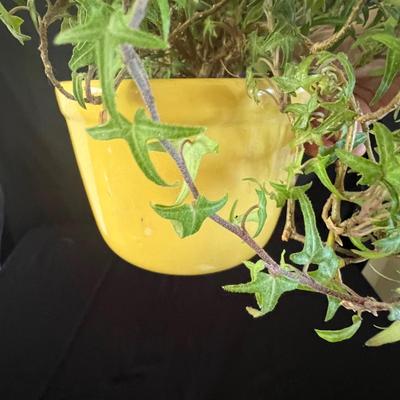 Houseplants - Schefflera & English Ivy (K-RG)