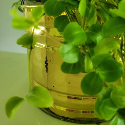 Trailing Jade Plant and Brass and Copper Planters (P-CE)