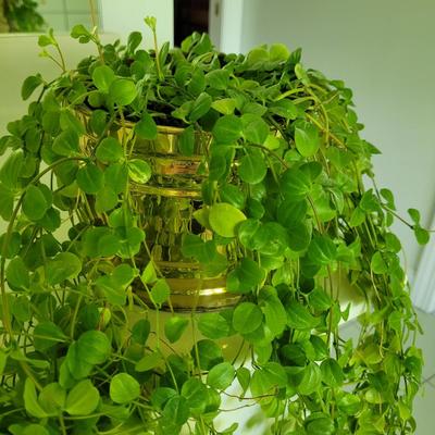 Trailing Jade Plant and Brass and Copper Planters (P-CE)