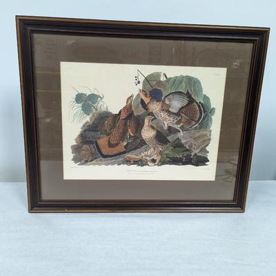 Vintage J. J. Audubon Ruffled Grouse No. 9 Plate XLI