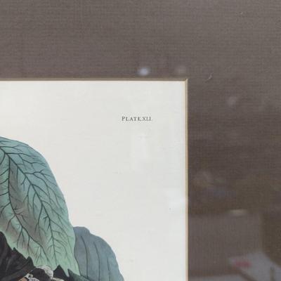 Vintage J. J. Audubon Ruffled Grouse No. 9 Plate XLI