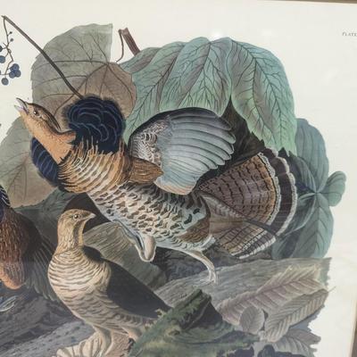 Vintage J. J. Audubon Ruffled Grouse No. 9 Plate XLI