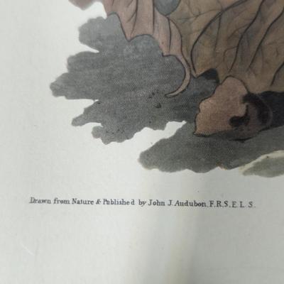 Vintage J. J. Audubon Ruffled Grouse No. 9 Plate XLI
