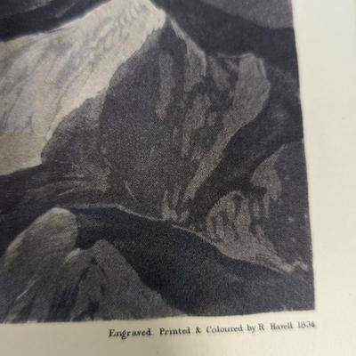 Vintage J. J. Audubon American Green Winged Teal No. 46 Plate CCXXVIII