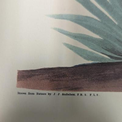 Vintage J. J. Audubon American Green Winged Teal No. 46 Plate CCXXVIII