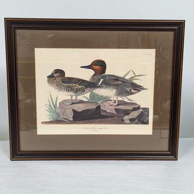 Vintage J. J. Audubon American Green Winged Teal No. 46 Plate CCXXVIII