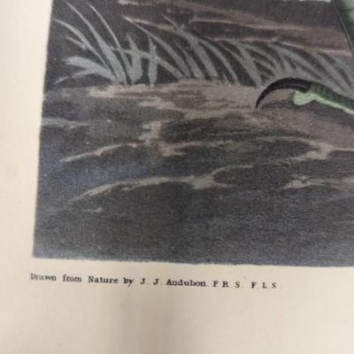 Vintage J. J. Audubon Least Bittern No. 42 Plate CCX