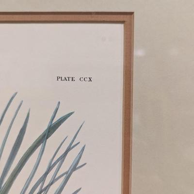 Vintage J. J. Audubon Least Bittern No. 42 Plate CCX