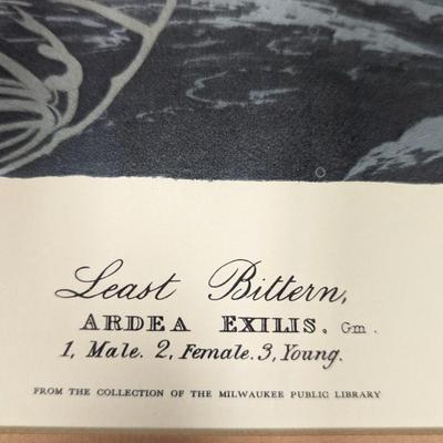 Vintage J. J. Audubon Least Bittern No. 42 Plate CCX