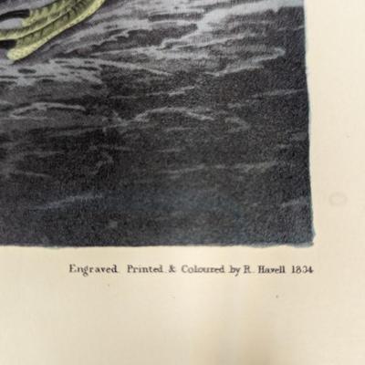 Vintage J. J. Audubon Least Bittern No. 42 Plate CCX