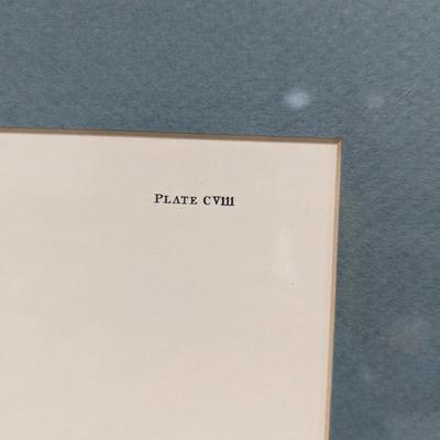 Vintage J. J. Audubon Fair-coloured Sparrow No. 22 Plate CVIII