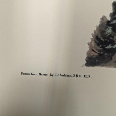 Vintage J. J. Audubon Fair-coloured Sparrow No. 22 Plate CVIII
