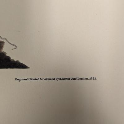 Vintage J. J. Audubon Fair-coloured Sparrow No. 22 Plate CVIII