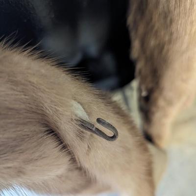 John Baldwin Fur Coat