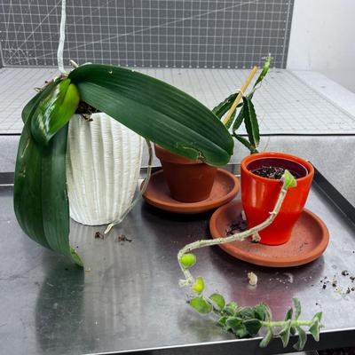 Assortment of Plants that need a new home. Real Live Plants 