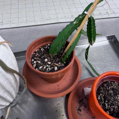 Assortment of Plants that need a new home. Real Live Plants 