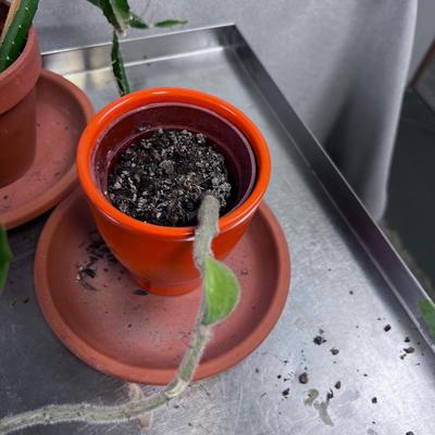 Assortment of Plants that need a new home. Real Live Plants 