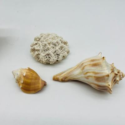 Shell Lot