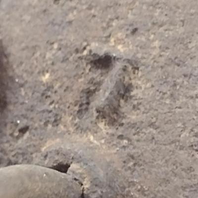 Antique #7 Cast Sad Iron