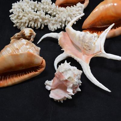 Lot of Beautiful Conch/Welk Shells, Coral, More