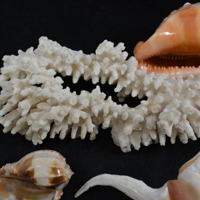 Lot of Beautiful Conch/Welk Shells, Coral, More